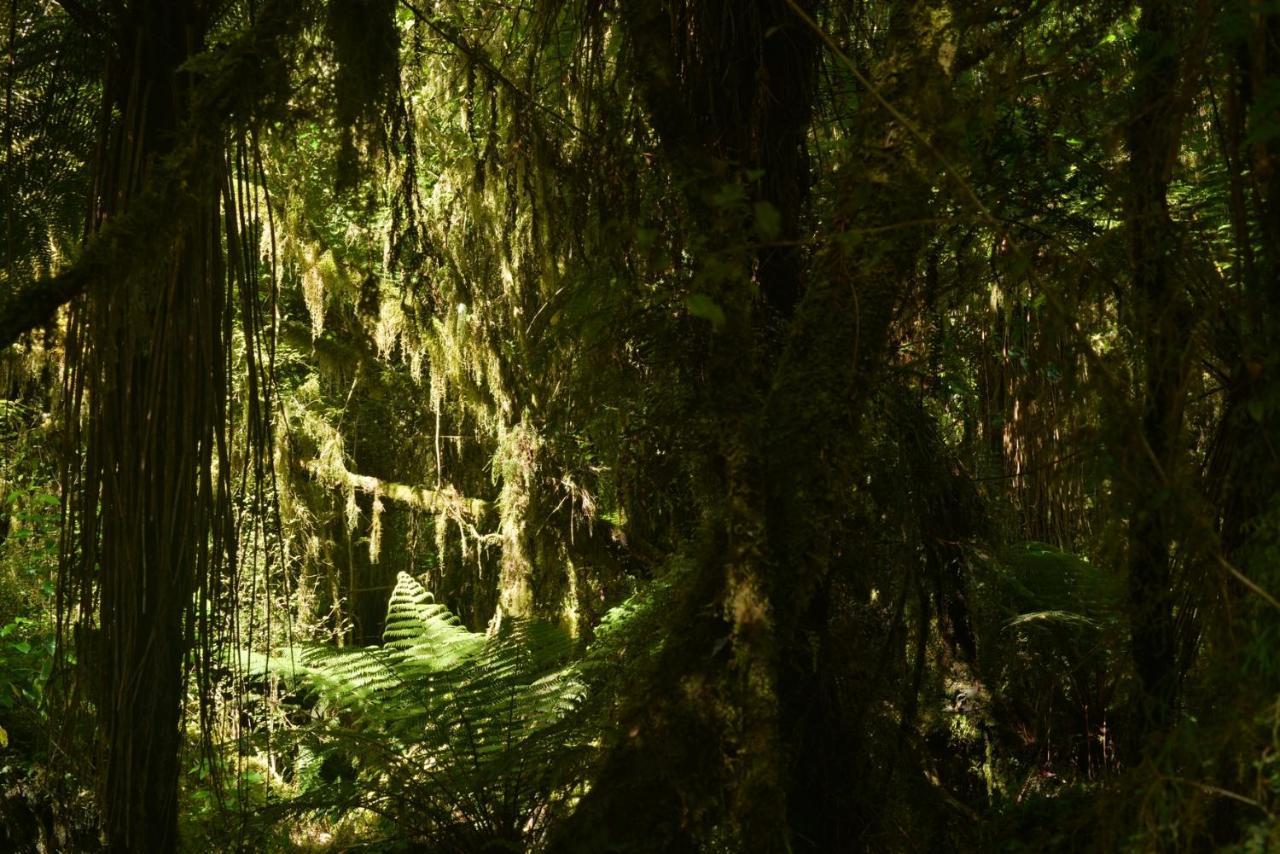 Wilderness Backpackers Hostel Haast Exterior photo